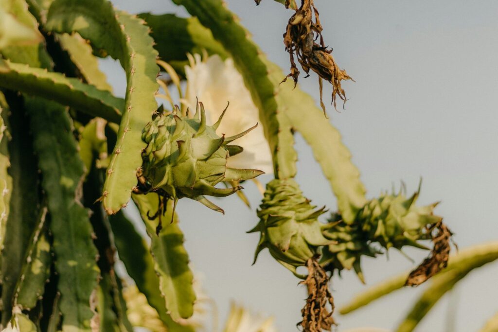 Fioritura e impollinazione della pitaya