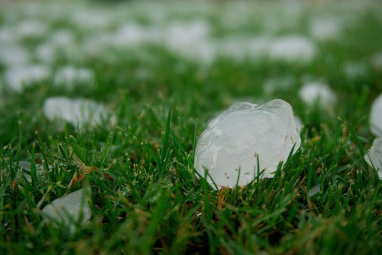 Grandinate in FVG, agricoltura ko nel Basso Isontino: perso il 30% del raccolto