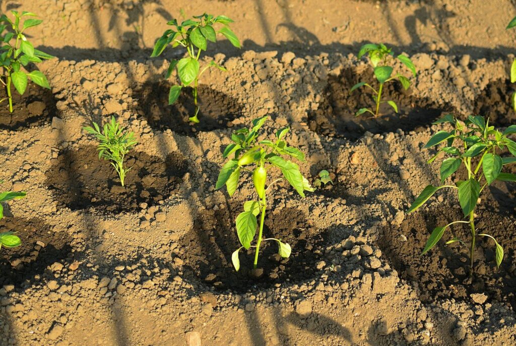 Un gruppo di piantine di pomodori piantati in campo aperto