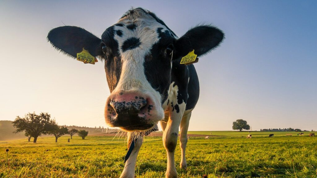 Gallio, donna caricata da una mucca mentre si avvicina a un vitello: trasportata in ospedale
