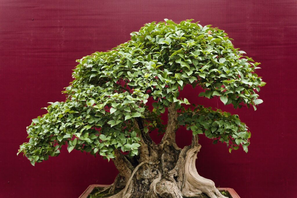 Come curare i bonsai: la guida completa per principianti (e non solo)