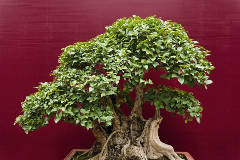 Come curare i bonsai: la guida completa per principianti (e non solo)