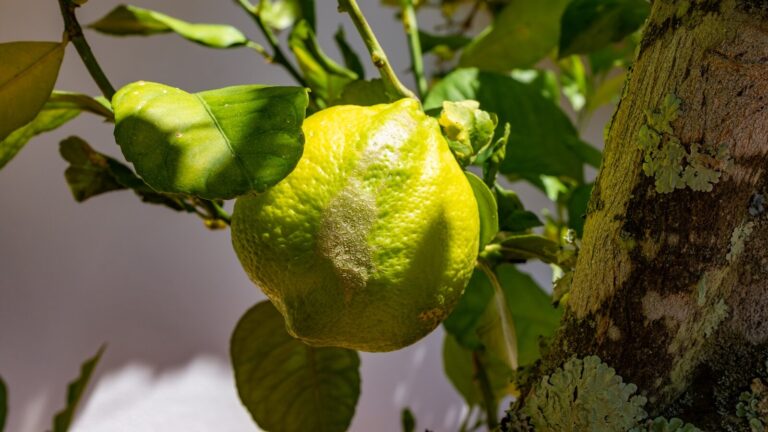 Concimazione del limone: la guida completa per piante sane e frutti abbondanti