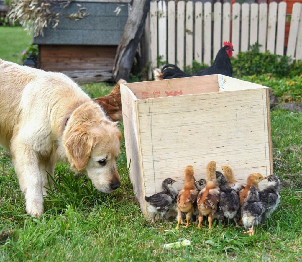 Animal Equality: «Ue rinvia benessere animali, nonostante 1,4 milioni di firme»