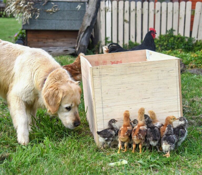 Animal Equality: «Ue rinvia benessere animali, nonostante 1,4 milioni di firme»