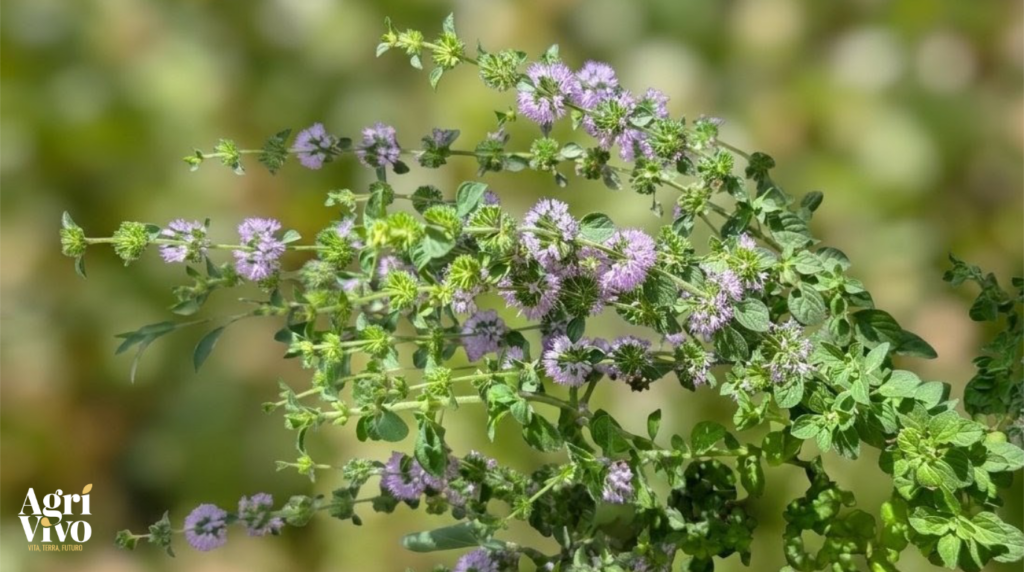 Puleo: la Menta Poleggio, l’erba aromatica dal profumo intenso