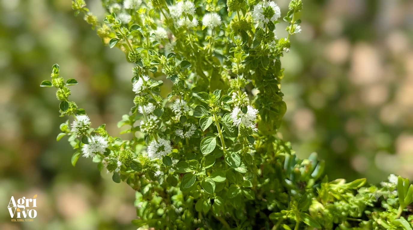menta poleggio detto anche puleo soprattutto nel sud italia