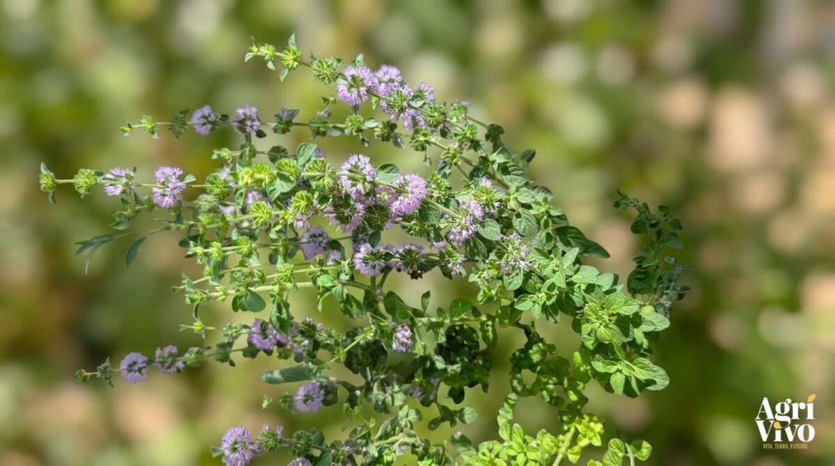 menta poleggio detto anche puleo soprattutto nel sud italia