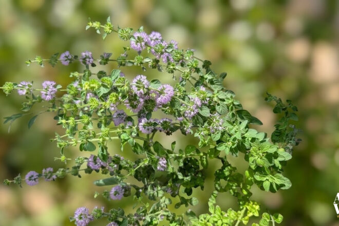 Somiglia alla menta ma non lo è: ecco il Puleo, l’erba aromatica dal profumo intenso che devi conoscere