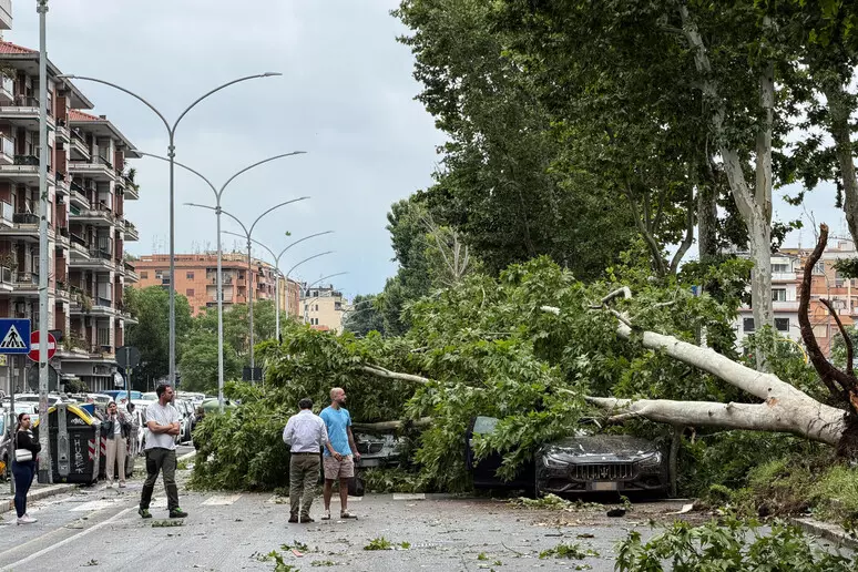 Maltempo a Roma, alberi e rami caduti in città: paura e disagi nel pomeriggio di pioggia e vento