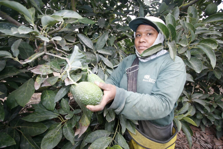 Avocado Hass Perù, export in crescita del 2,6% nel 2026: Europa leader, Usa e Asia trainano