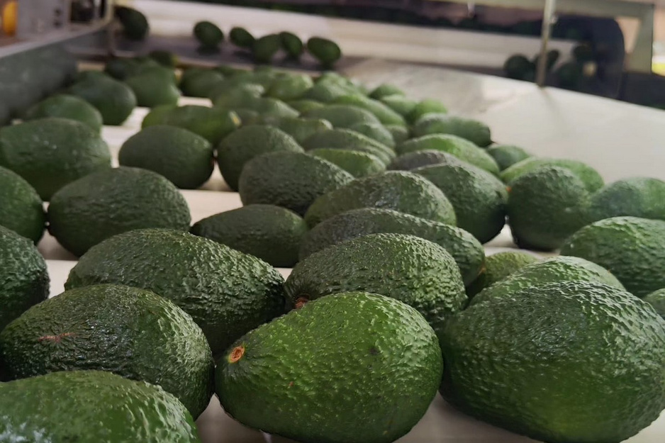 Avocado