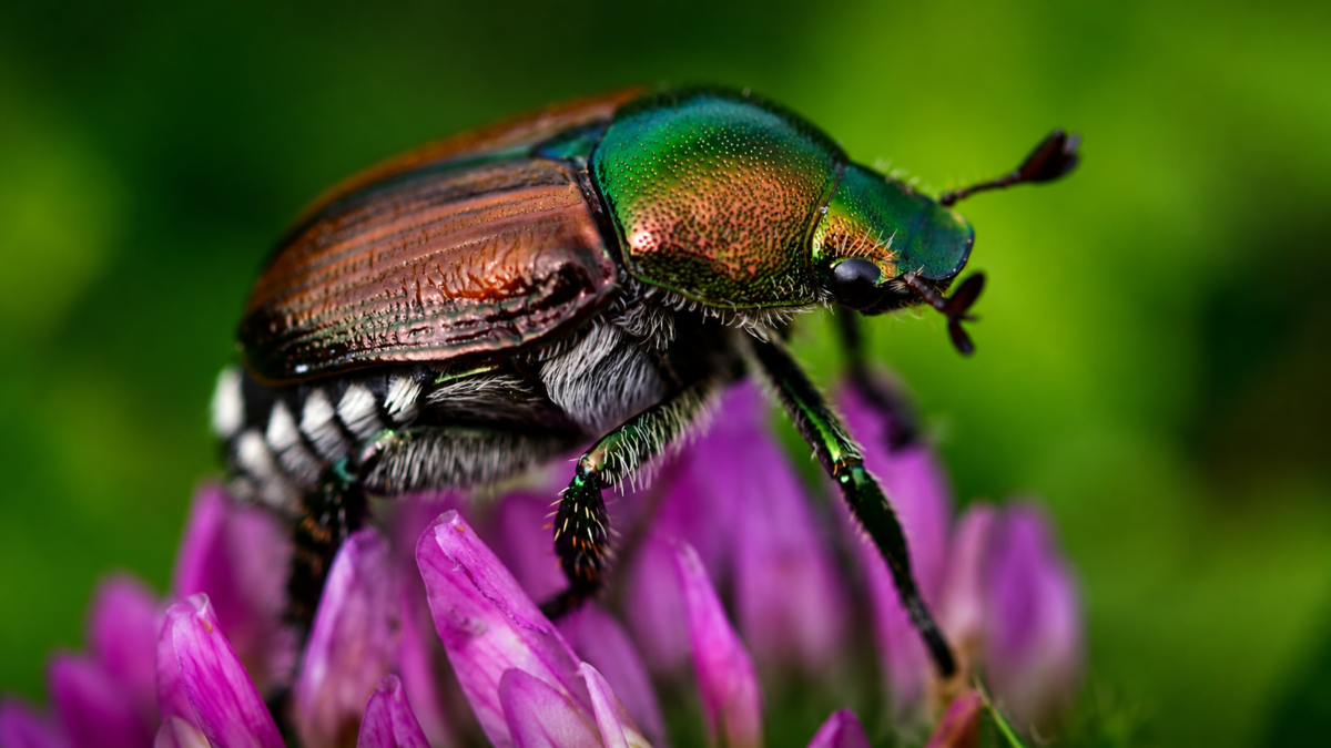 Popillia japonica