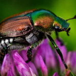 Milano invasa dalla Popillia japonica: lo scarabeo giapponese è arrivato in anticipo e minaccia il verde