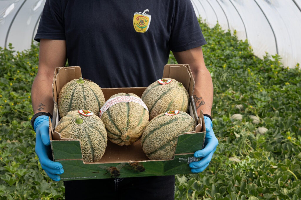 Melone siciliano, prezzi record a 2 euro/kg per il retato. Boom grazie alla crisi del Marocco