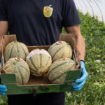 Melone siciliano, prezzi record a 2 euro/kg per il retato. Boom grazie alla crisi del Marocco