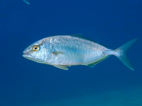 Ricciola Comune
