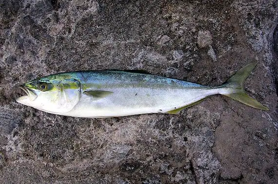 Ricciola Giapponese