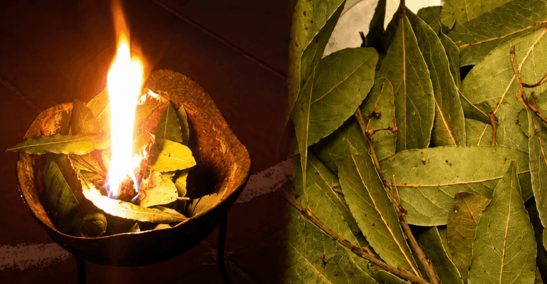 Bruciare alloro portafortuna: guida al rituale antico per prosperità, protezione e purificazione