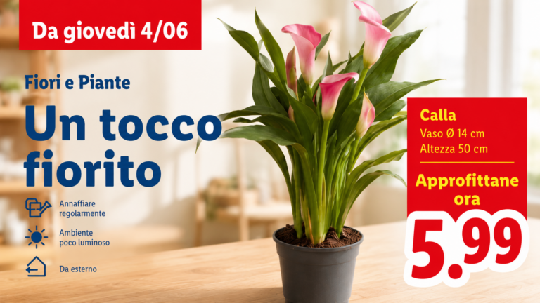 Lidl, il volantino fiori e piante di giugno: calla a 5,99 euro, ortensie a 8,99 euro e calibrachoa a 2,29 euro