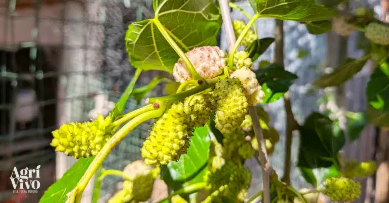 Gelso bianco: proprietà, benefici, coltivazione e usi di un frutto antico