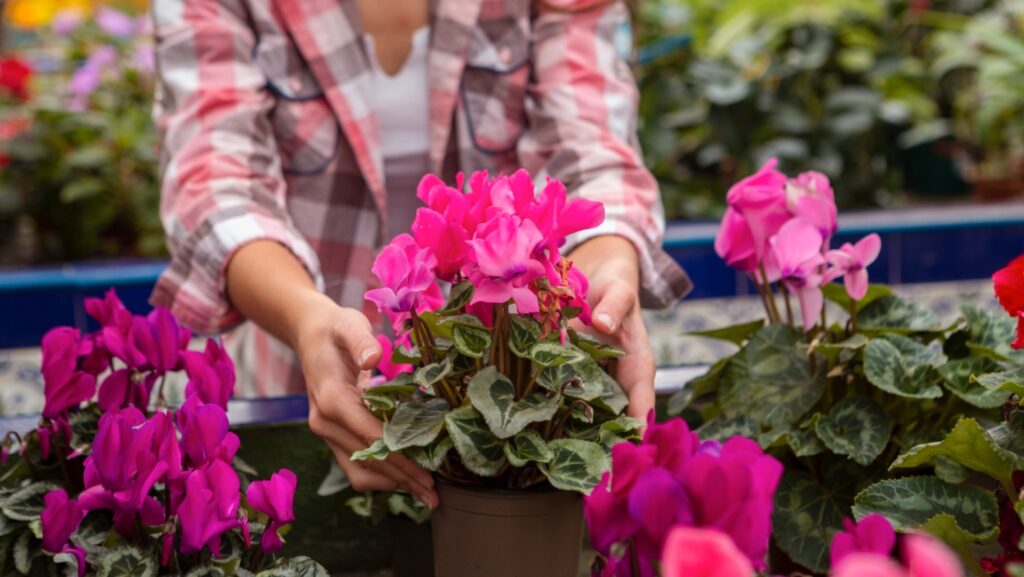 Perché i tuoi gerani non fioriscono? Il segreto è un balcone rovente (e poche, semplici regole)