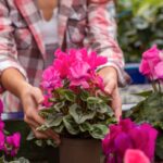 Perché i tuoi gerani non fioriscono? Il segreto è un balcone rovente (e poche, semplici regole)