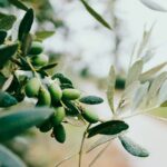 Quando concimare gli ulivi: il calendario completo per una produzione abbondante