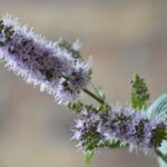 Somiglia alla menta ma non lo è: ecco il Puleo, l’erba aromatica dal profumo intenso che devi conoscere