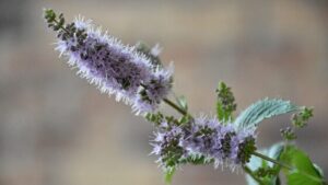 Somiglia alla menta ma non lo è: ecco il Puleo, l’erba aromatica dal profumo intenso che devi conoscere