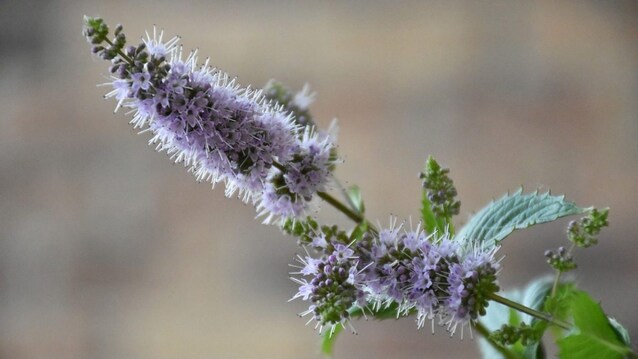 Somiglia alla menta ma non lo è: ecco il Puleo, l’erba aromatica dal profumo intenso che devi conoscere