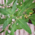 Puleo: la Menta Poleggio, l’erba aromatica dal profumo intenso