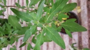 Puleo: la Menta Poleggio, l’erba aromatica dal profumo intenso