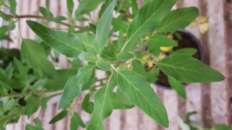 Puleo: la Menta Poleggio, l’erba aromatica dal profumo intenso