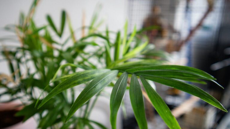 Piante verdi, fiorite e succulente: le novità Lidl in arrivo il 22 giugno