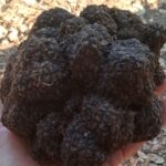 Allerona, tartufo gigante da quasi 800 grammi trovato nelle campagne umbre: una scoperta da record