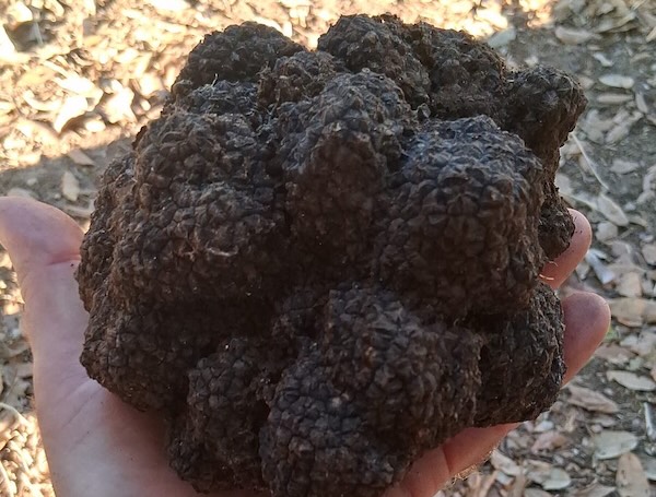 Allerona, tartufo gigante da quasi 800 grammi trovato nelle campagne umbre: una scoperta da record