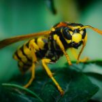 Differenza tra api e vespe:  distinguerle, capirle e conviverci
