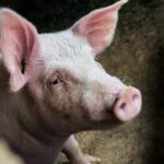 Ascoltano la tosse dei maiali con l’IA: la rivoluzione che taglia antibiotici e salva l’allevamento