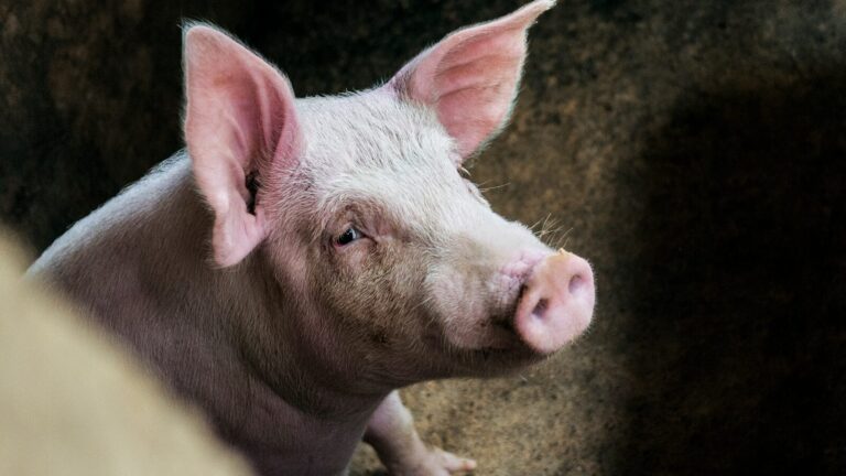 Ascoltano la tosse dei maiali con l’IA: la rivoluzione che taglia antibiotici e salva l’allevamento