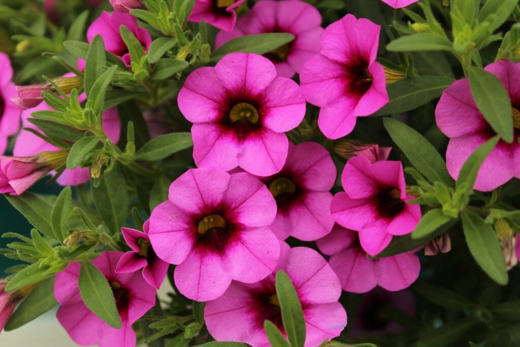Calibrachoa Lidl a 2,29 euro: la “petunia nana” che colora l’estate