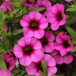 Calibrachoa Lidl a 2,29 euro: la “petunia nana” che colora l’estate