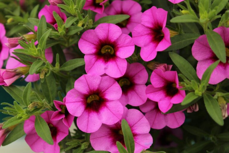 Calibrachoa Lidl a 2,29 euro: la “petunia nana” che colora l’estate