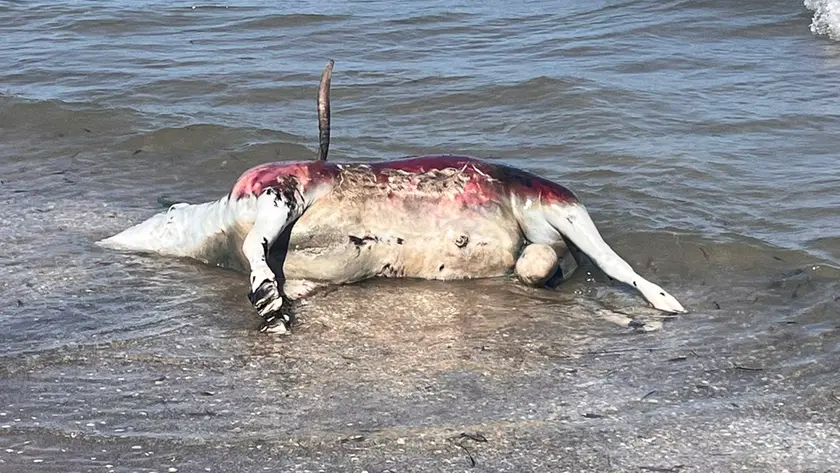 Ariete spiaggiato a Sottomarina: bagnanti in fuga, carcassa recuperata dalla Capitaneria