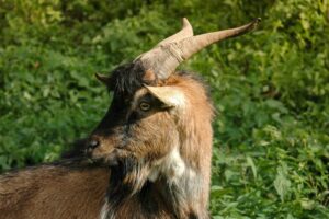 Ariete (animale): caratteristiche, significato e ruolo del maschio della pecora