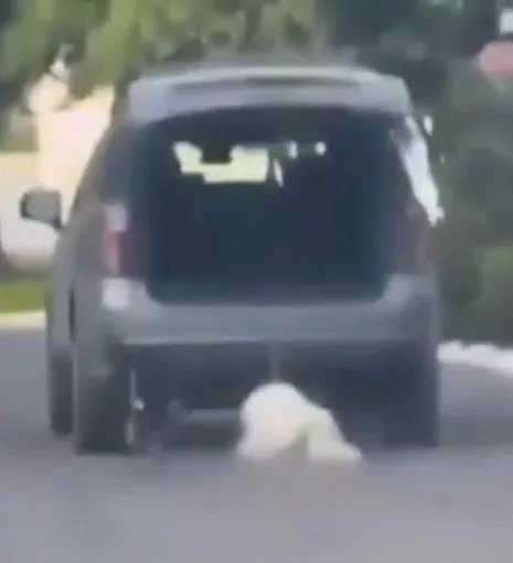 Il cane Rocky trascinato da un'auto