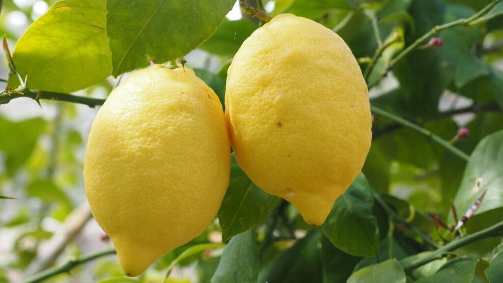 Limoni morbidi sul ramo? Cause e rimedi
