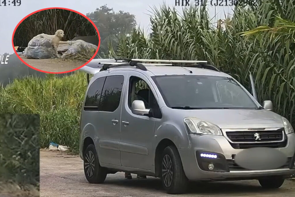Cucciolo abbandonato con rifiuti tossici a Giugliano: imprenditore denunciato, cane adottato