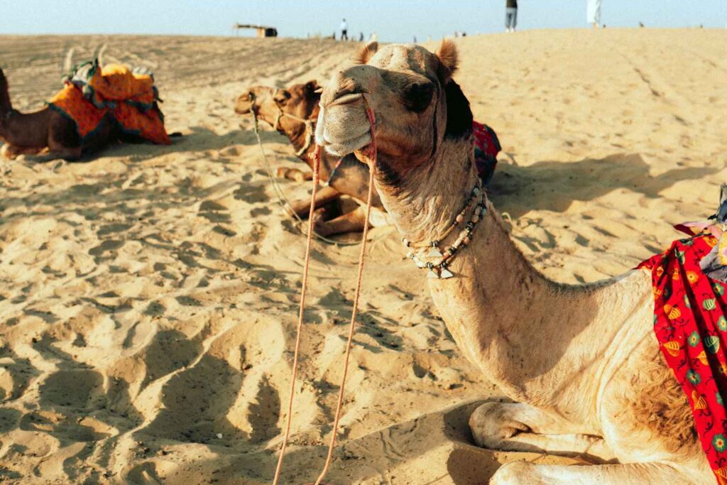 Cammelli in Etiopia: muoiono per il caldo, i dati da Afar
