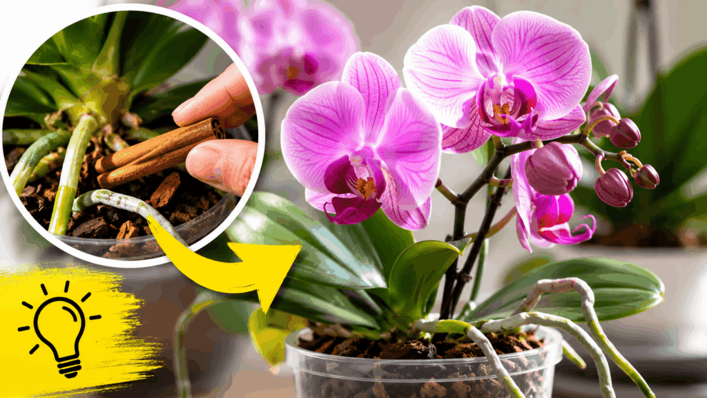 Perché mettere la cannella sulle radici dell’orchidea? Il rimedio della nonna che funziona davvero